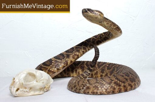 Taxidermy Eastern Diamondback rattlesnake with accompanying bobcat skull