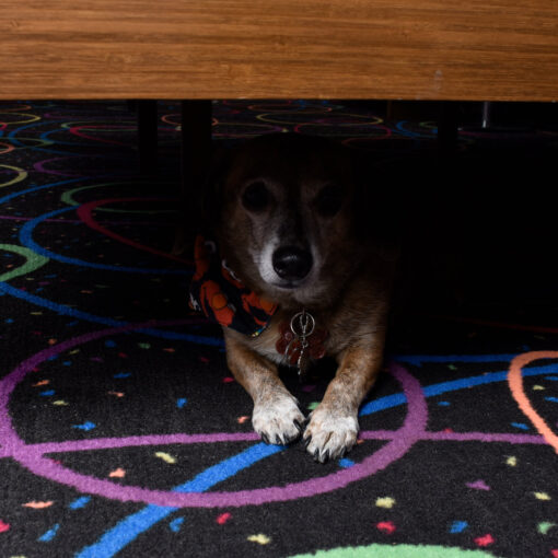 Elmo the dog